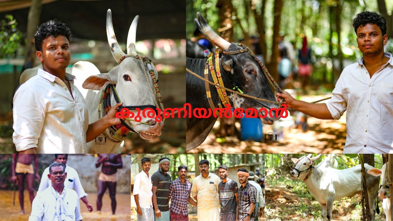 കുരുണിയൻമോൻ ഒതുക്കുങ്ങൽ ഇന്ന് അദ്ദേഹത്തിന്റെ കന്നുകളെയും ആളുകളെയും പരിചയപ്പെടാം