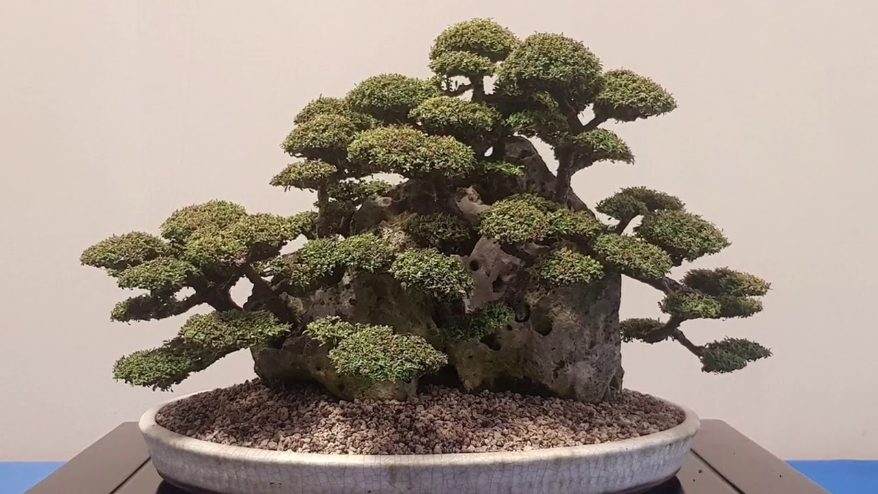 All British Bonsai Show 2019 ABBex