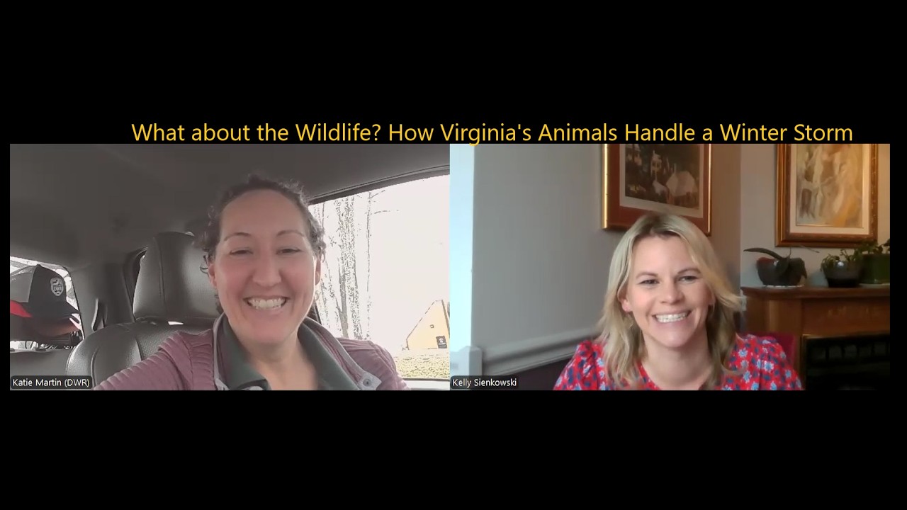 Snow, Ice & Wildlife in Virginia: What Winter Really Means for Animals