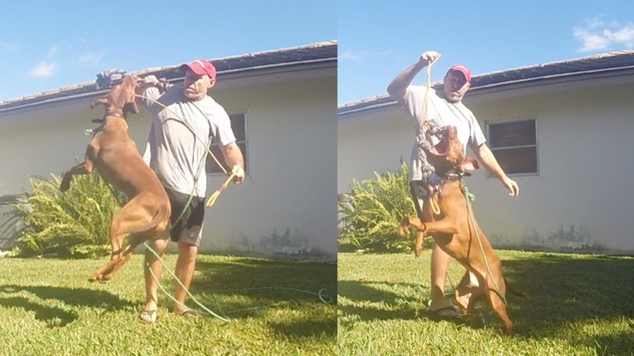 Ivan Balabanov's Possession Game Taught To Insecure Pit Bull