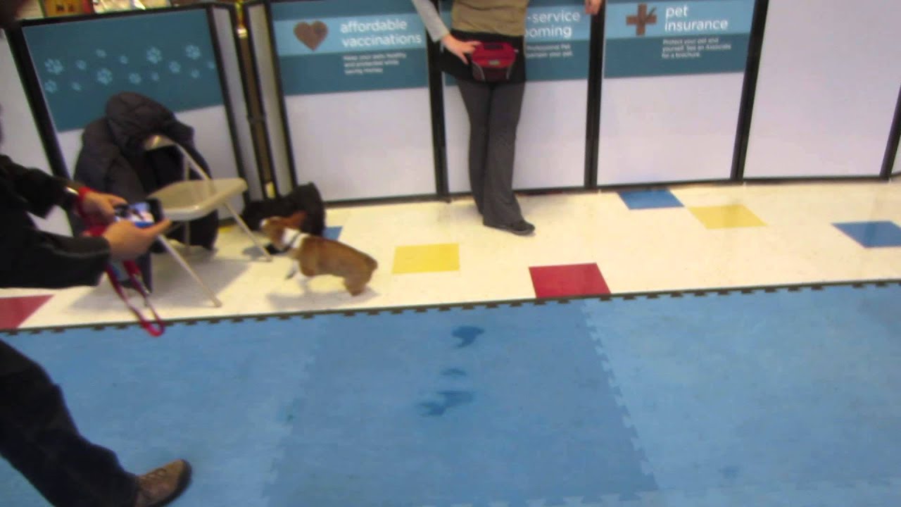 Zero the Corig plays with puppies (14 weeks)