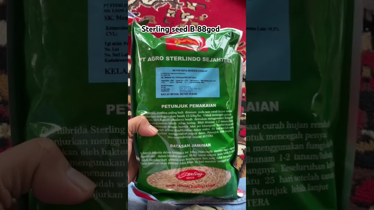 Bibit padi sterling b 88 gold #bibitpadiunggul #sterlingb88gold #Uwais_tani_channel