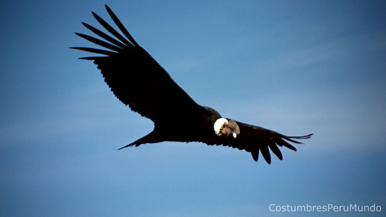 Grupo Pajaten- El gran Pajaten