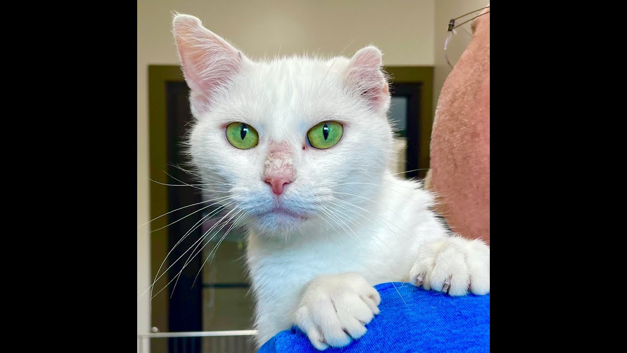 Isa - Adoptable Cat at Brown County Humane Society