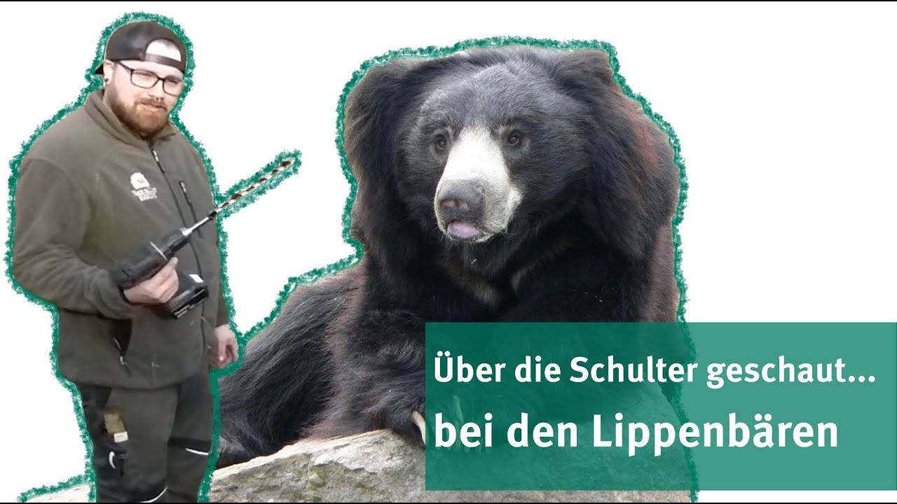 Über die Schulter geschaut - bei den Lippenbären | NaturZoo Rheine