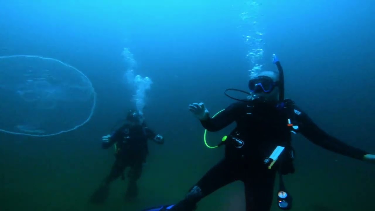 Diving in the Gulf of Mexico