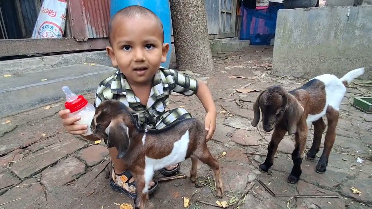 মুরুব্বী বাচ্চাদের খাওয়াচ্ছে 😁