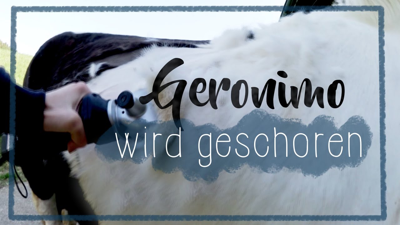 Geronimo wird geschoren ✂️ | A&G HorseDiary