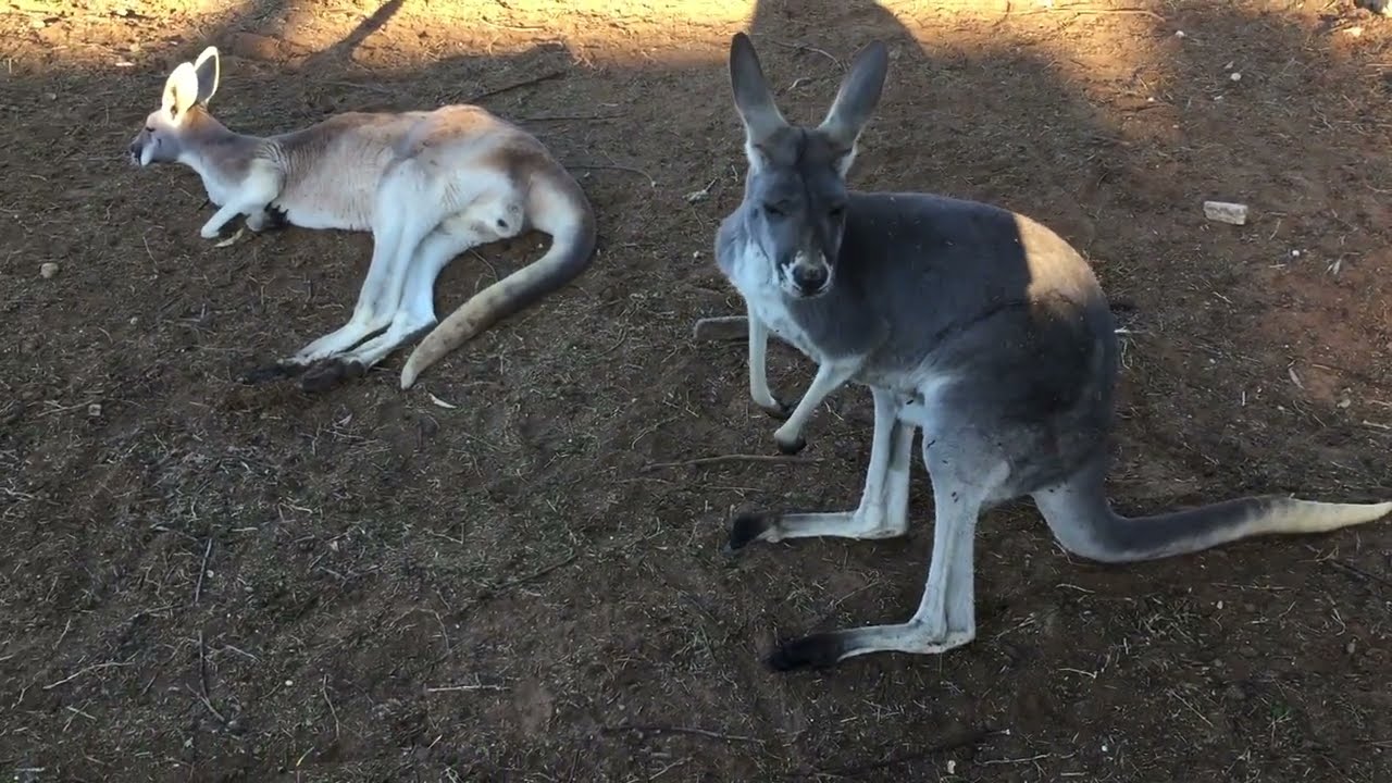 Left the gate open & 3 kangaroos escaped. Was up all night rounding them up. Very traumatic. June 19