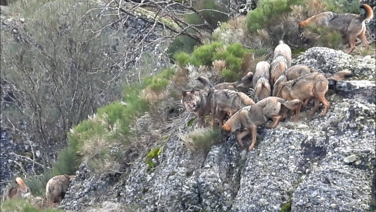 LOBOS 2024: ESPECTACULAR REUNION FAMILIAR EL 1 DE ENERO ( CORDILLERA CANTABRICA)