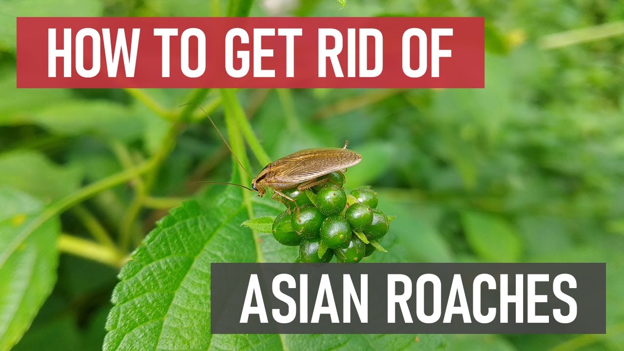 How to Get Rid of Asian Cockroaches [DIY Roach Control]