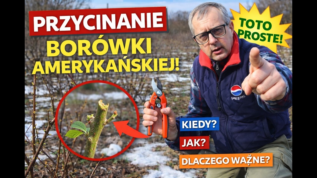 Borówka amerykańska – wiosenne cięcie, sadzenie i nawożenie dla udanych plonów