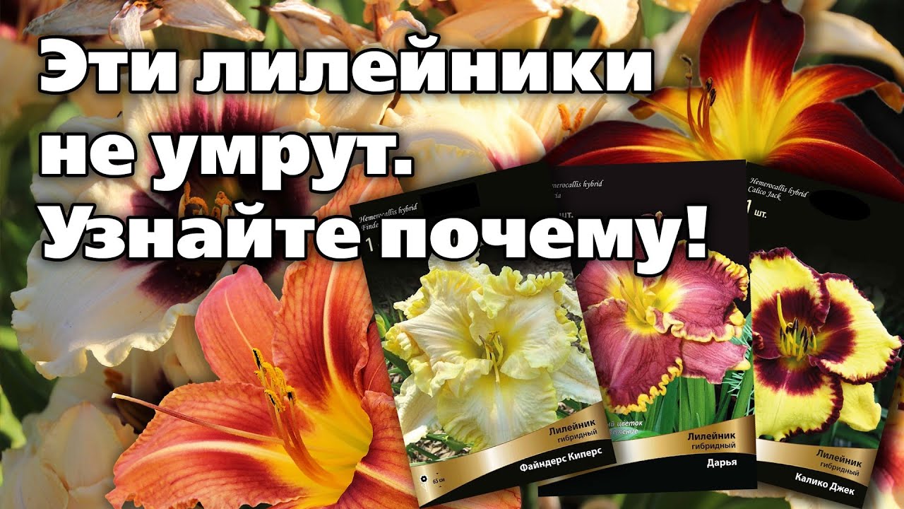 Разоблачаем ТОП самых красивых и крепких сортов лилейников