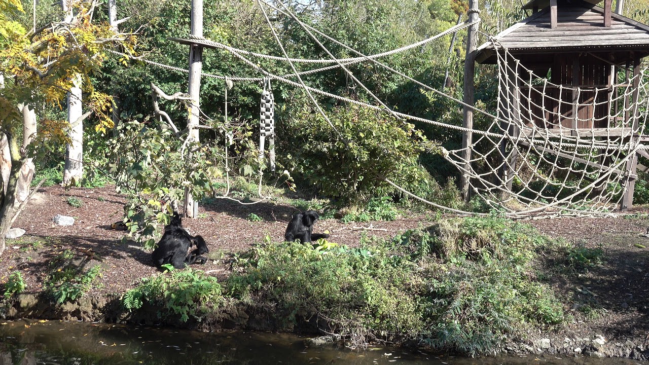 C0004 Siamang nourissage plan g&eacute;n&eacute;ral