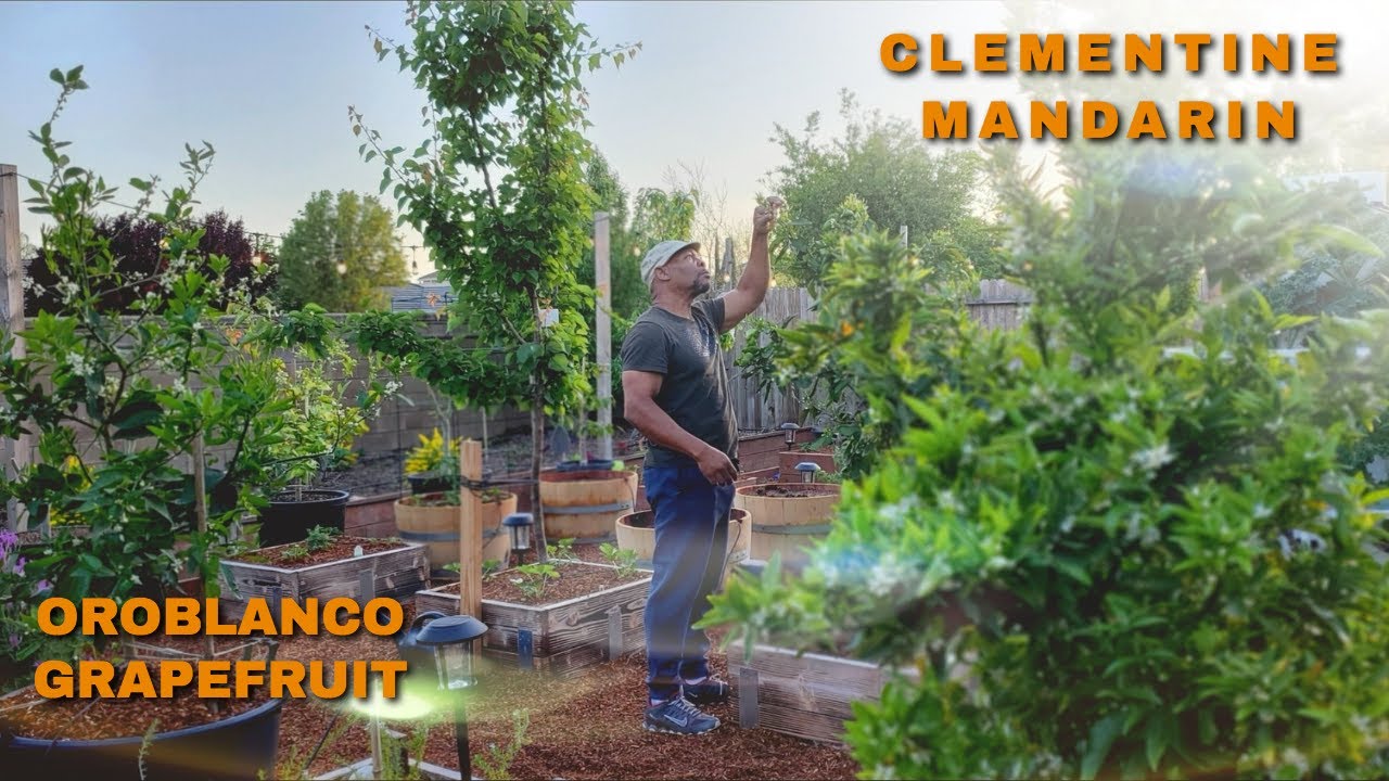 A Quiet Harvest!! Harvesting Clementine Mandarin And Oroblanco Grapefruit #citrusharvest