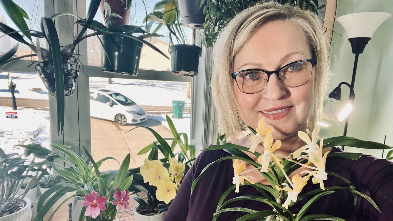 Как ухаживать за орхидеей Vanda Joannah's Delight.  Новый гибрид неофинетии фалкаты и денисонианы .