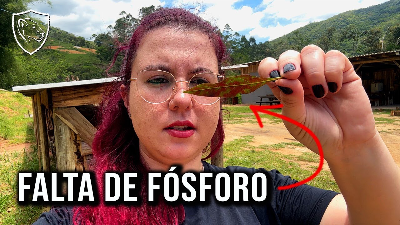 Como reconhecer PROBLEMAS nutricionais nas PLANTAS?