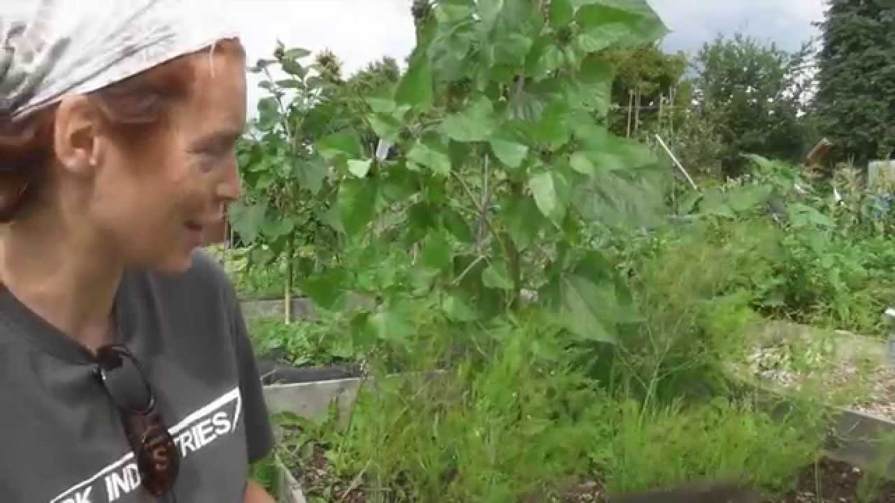 Cutting back the Globe Artichokes - Claire's Allotment Part 259