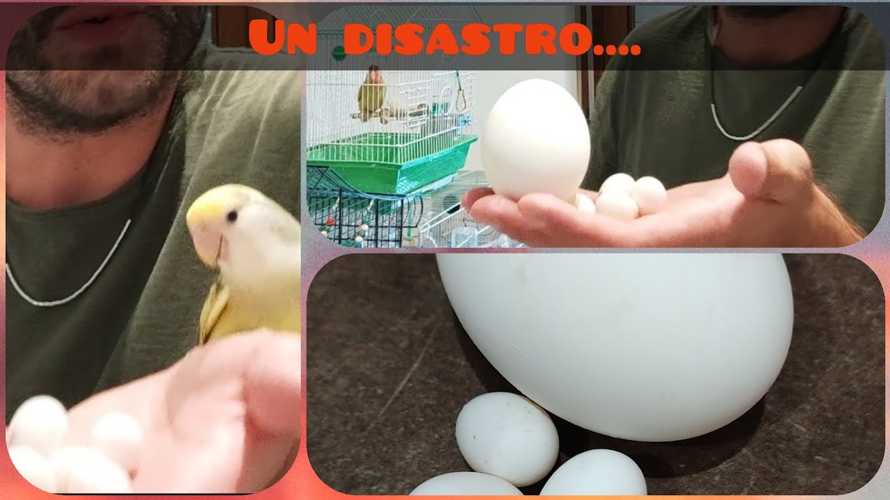 5 pappagalli inseparabili e tante uova