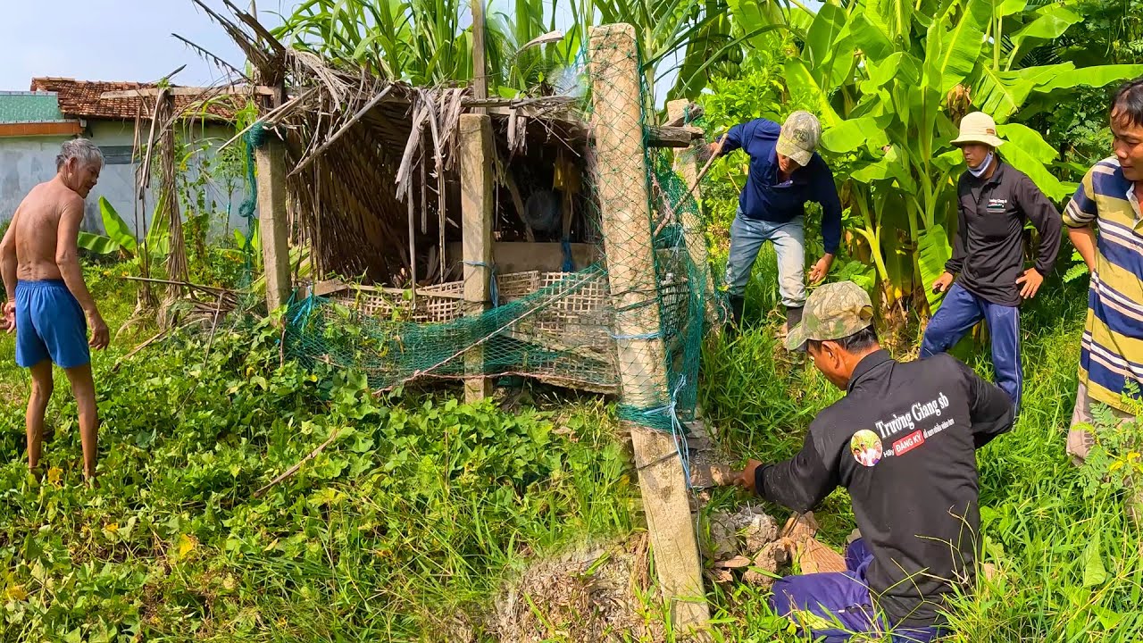 Vừa vào đến nhà bác 6 đã phát hiện ra con rắn lẩn trốn dưới nền chuồng bò | TGSB #591