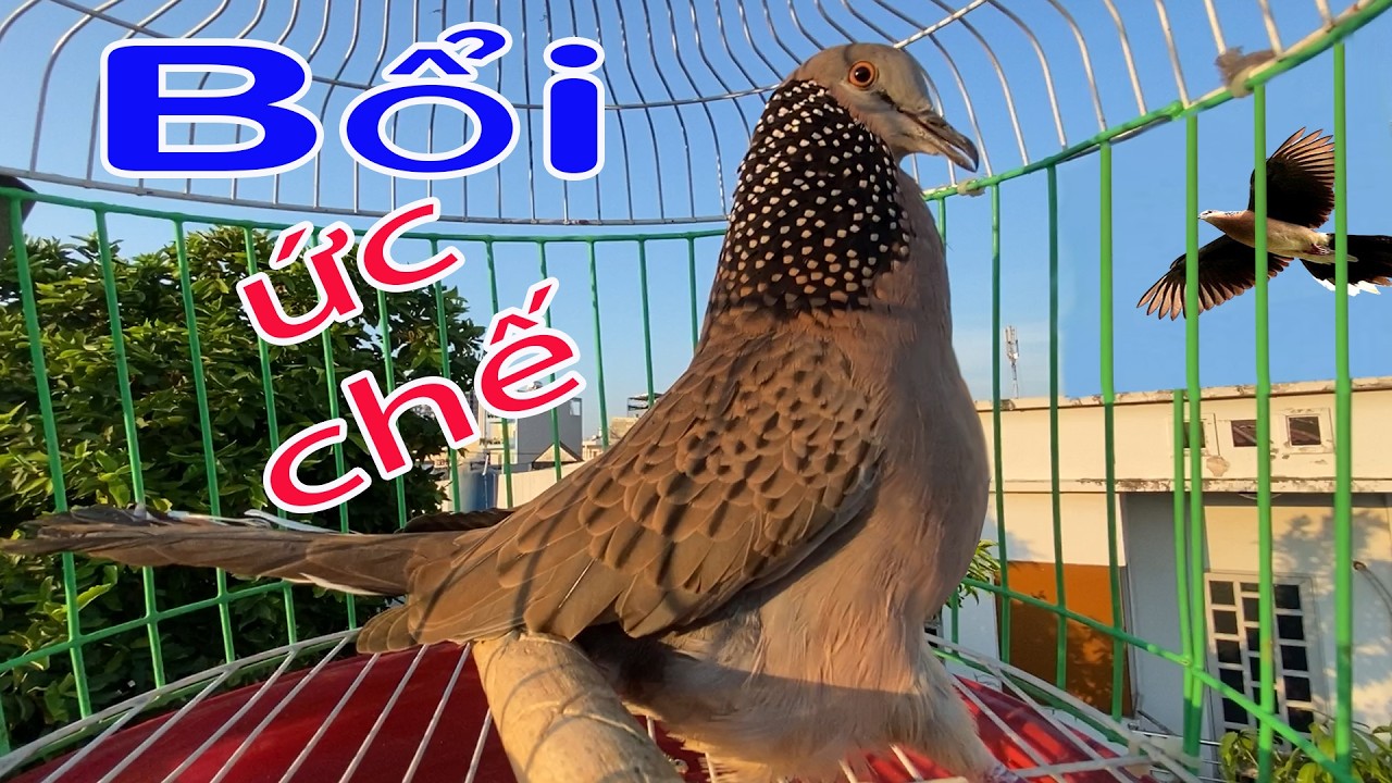 💦CHIM CU G&Aacute;Y Giọng Hấp Dẫn ĐỦ B&Agrave;I [G&Aacute;Y GỌI,TH&Uacute;C,G&Ugrave; ]K&iacute;ch Bổi Nhanh Nổi.Cu G&aacute;y.Cu Đất,Cu cườm