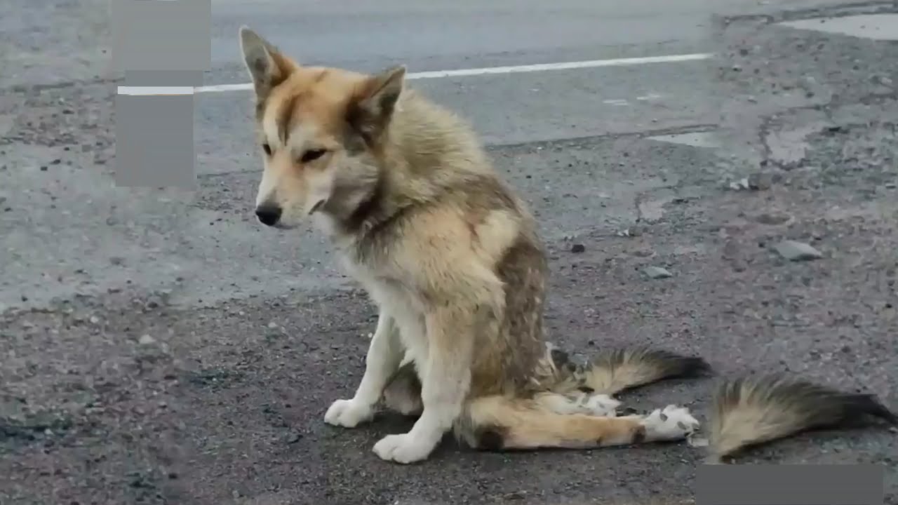 Young Guy Travels With Disabled Stray Dogs On Inspirational Encounters
