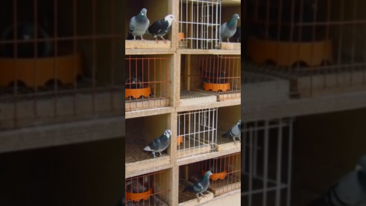 racing pigeons tips on the racing system