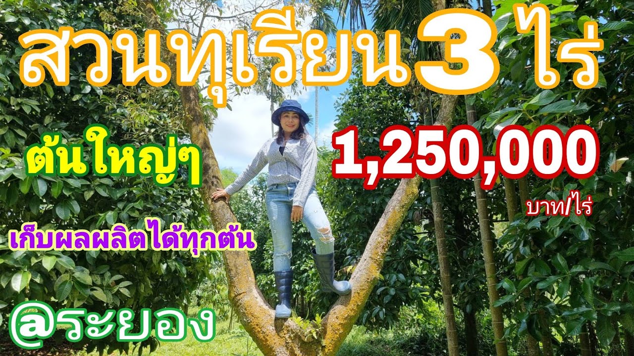 #สวนทุเรียน #ขายถูก[EP.697]  พร้อมเก็บผลผลิตทุกต้น เนื้อที่ 3ไร่ มีมากกว่า50ต้น #มาดามโอ๋
