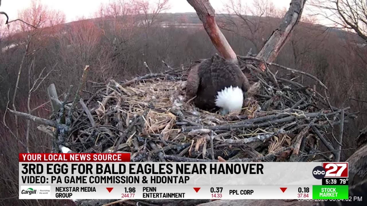 Live-streamed bald eagle lays third egg of the season