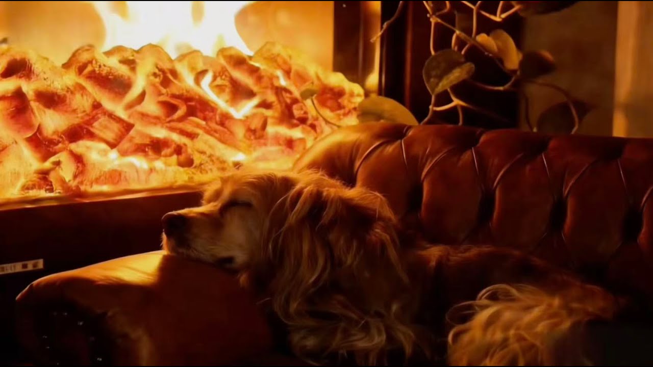 Fireplace Crackling for Deep Sleep | 5 Minutes to Sleep, Cozy Dog Keeps You Company (No Ads)