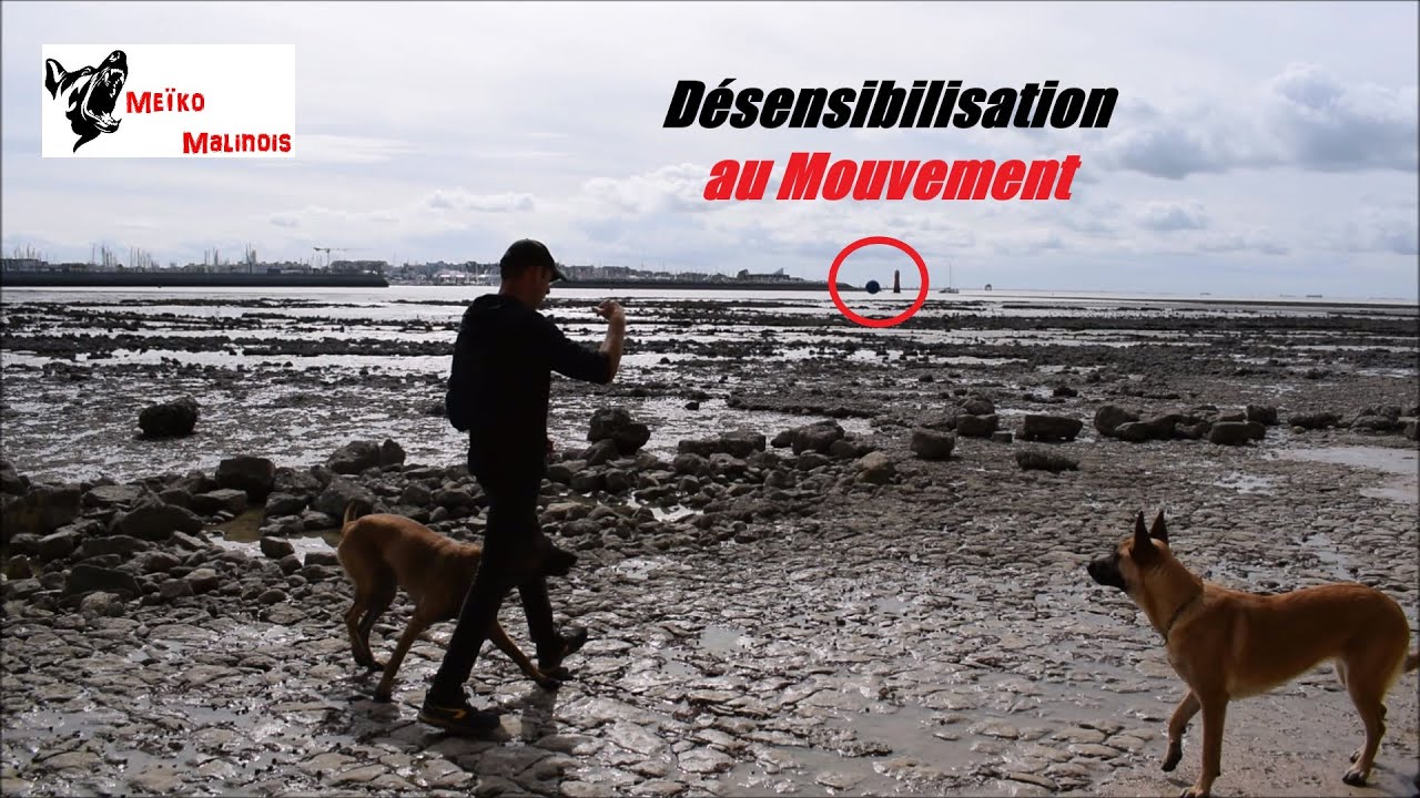 Exercice pour Chien Réactif / Prédateur