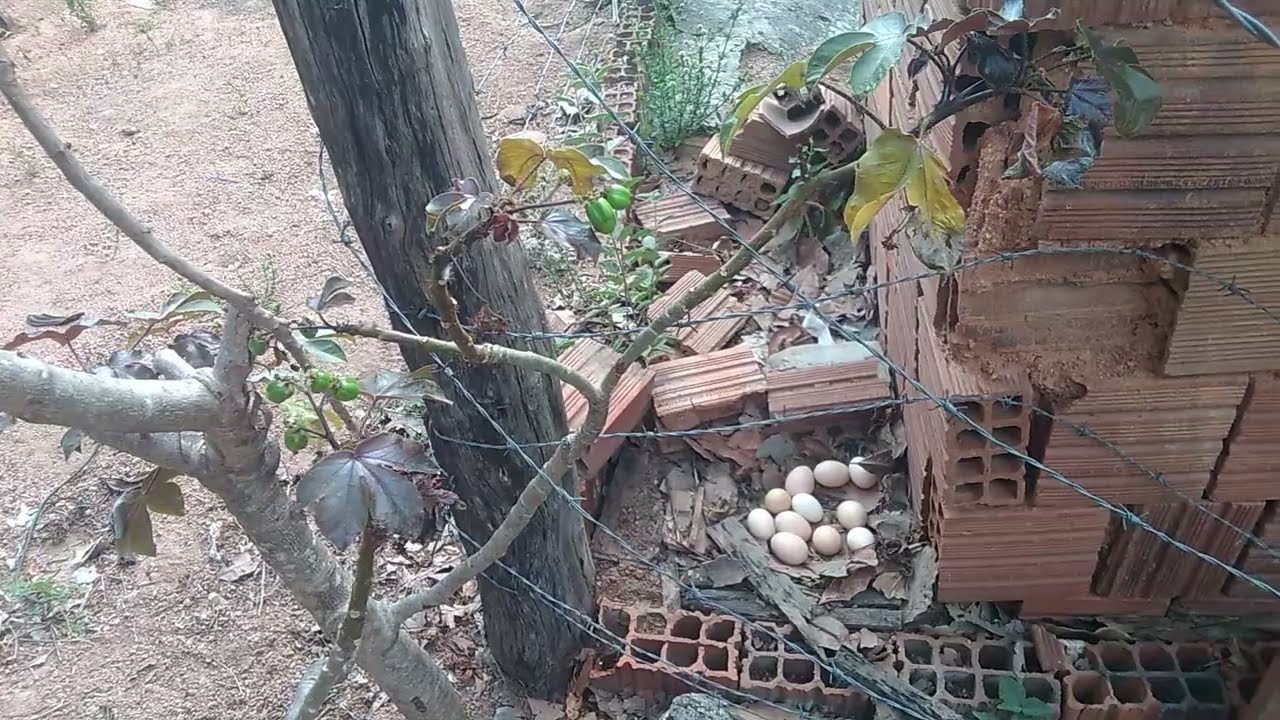 achou de fazer o ninho fora do galinheiro😳por isso não tinha ovos lá!!😱