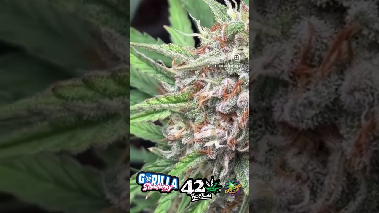 Fastbuds Autoflower #homegrown #2fast4buds #fastbuds