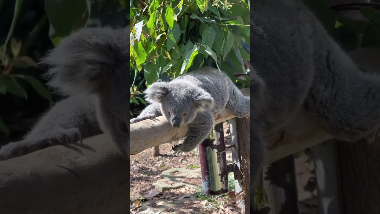 Koala Cute #koala #animals #cute #triokrucil