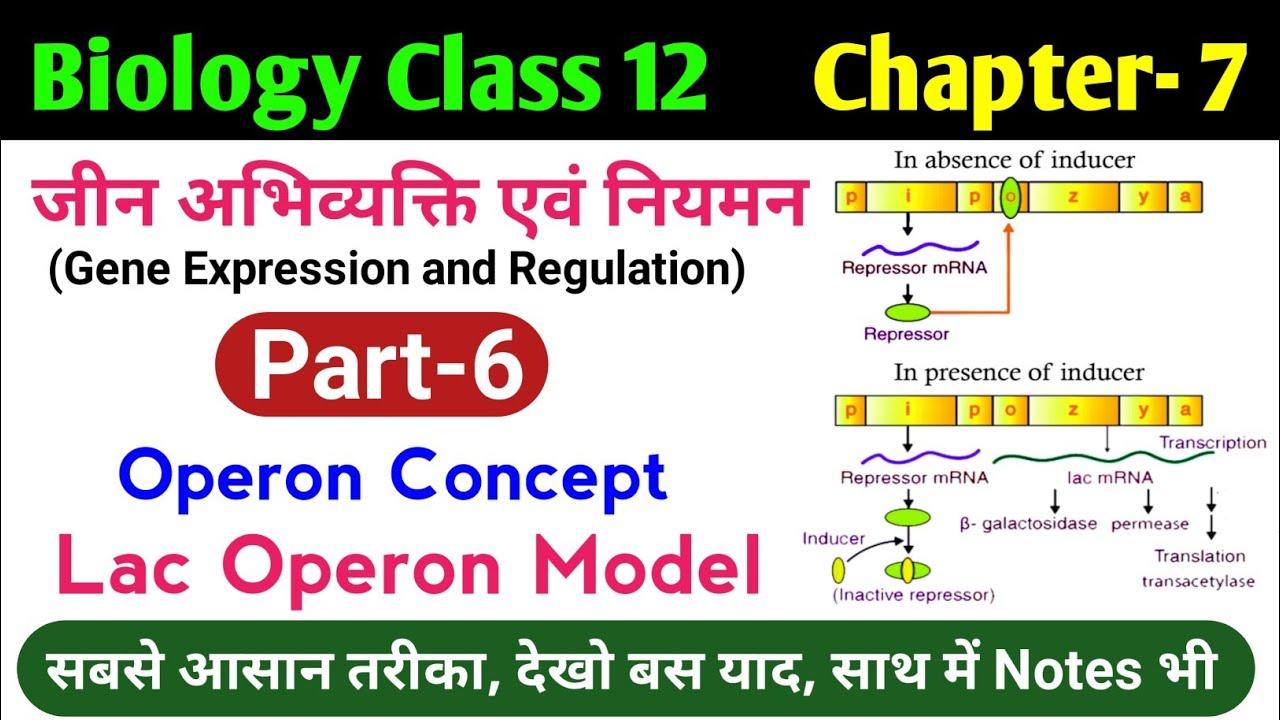 Biology class 12 chapter 7 | operon concept | lac operon model in hindi | lac operon biochemistry