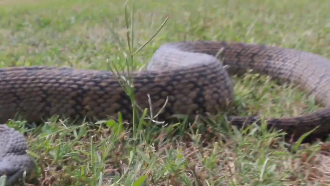 Herping the Midwest - Summer 2020