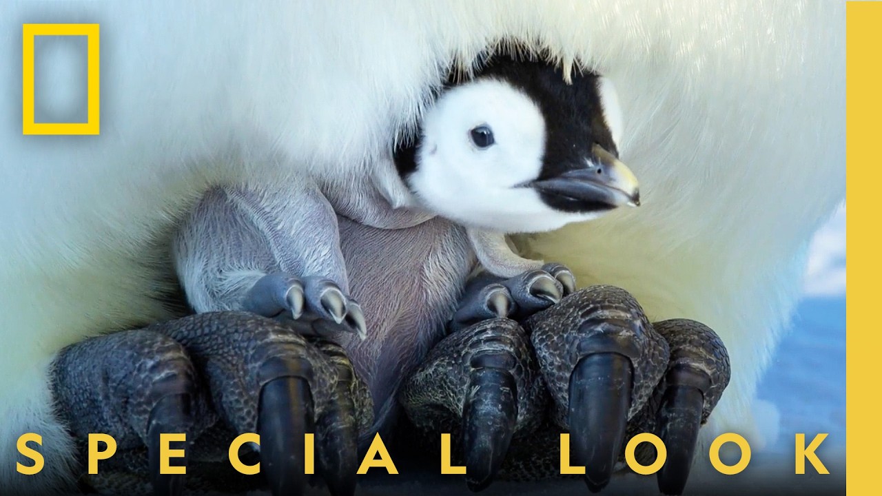 Emperor Penguin Mom Reunites with Family | Secrets of the Penguins | National Geographic