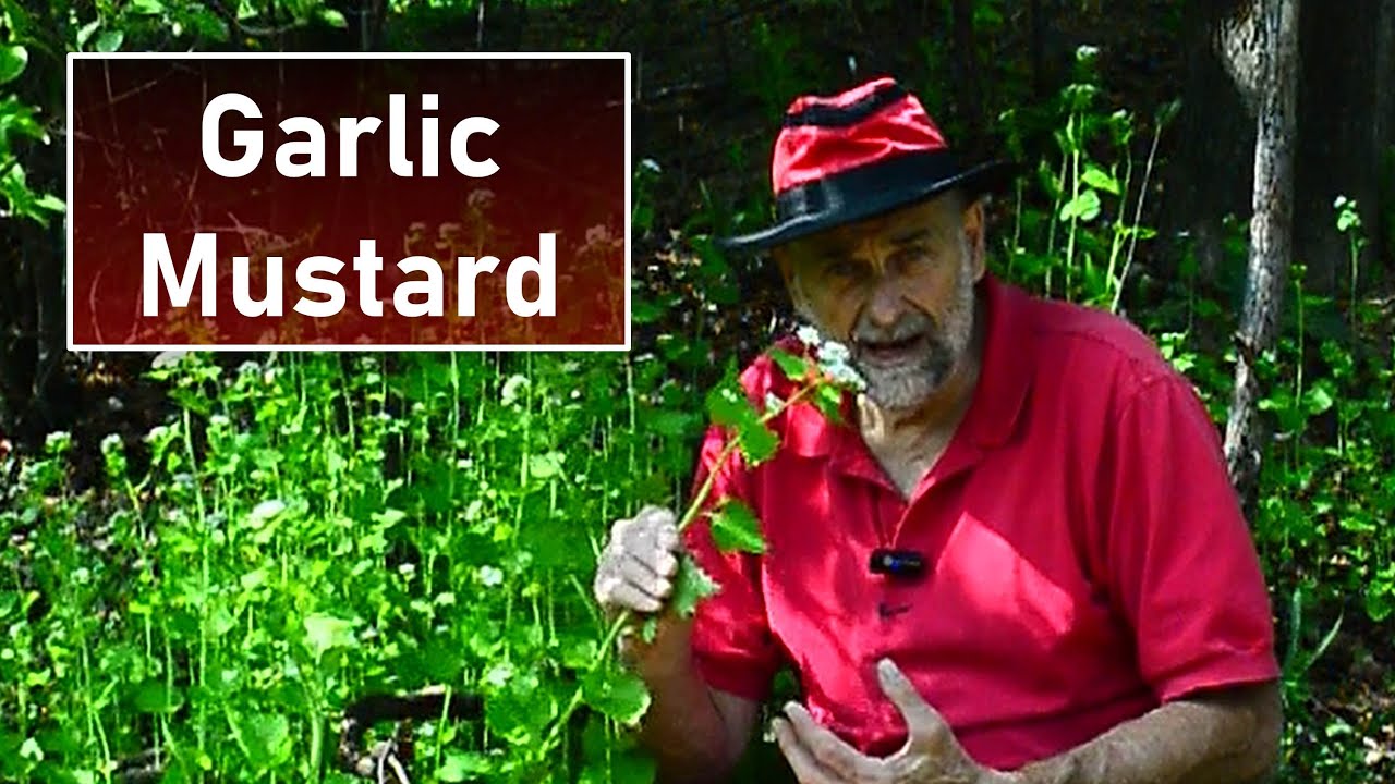 Garlic Mustard - Easy Way to Get Rid of It