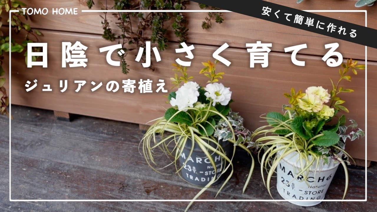 【日陰OK】プリムラジュリアンの小さな寄植え【簡単にできる！】