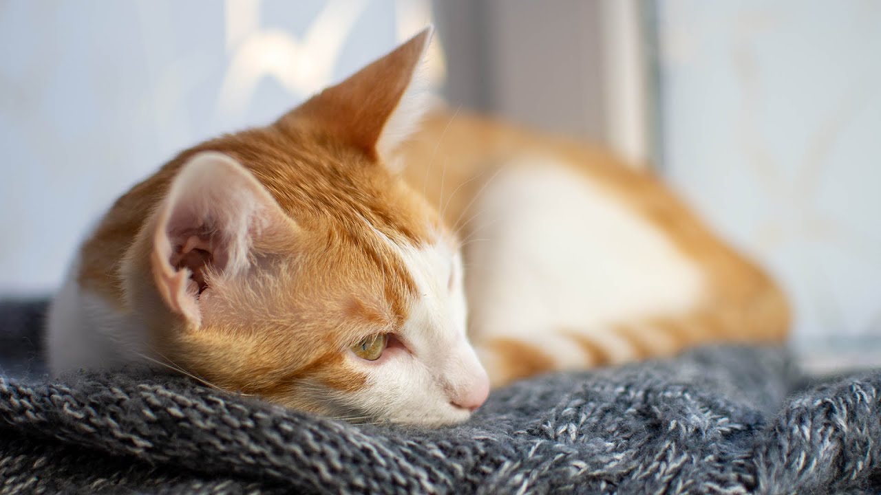 Пусть кошка слышит это, когда ей тяжело~ 😽 Исцеляющая музыка для кошек, любимая музыка для сна к...