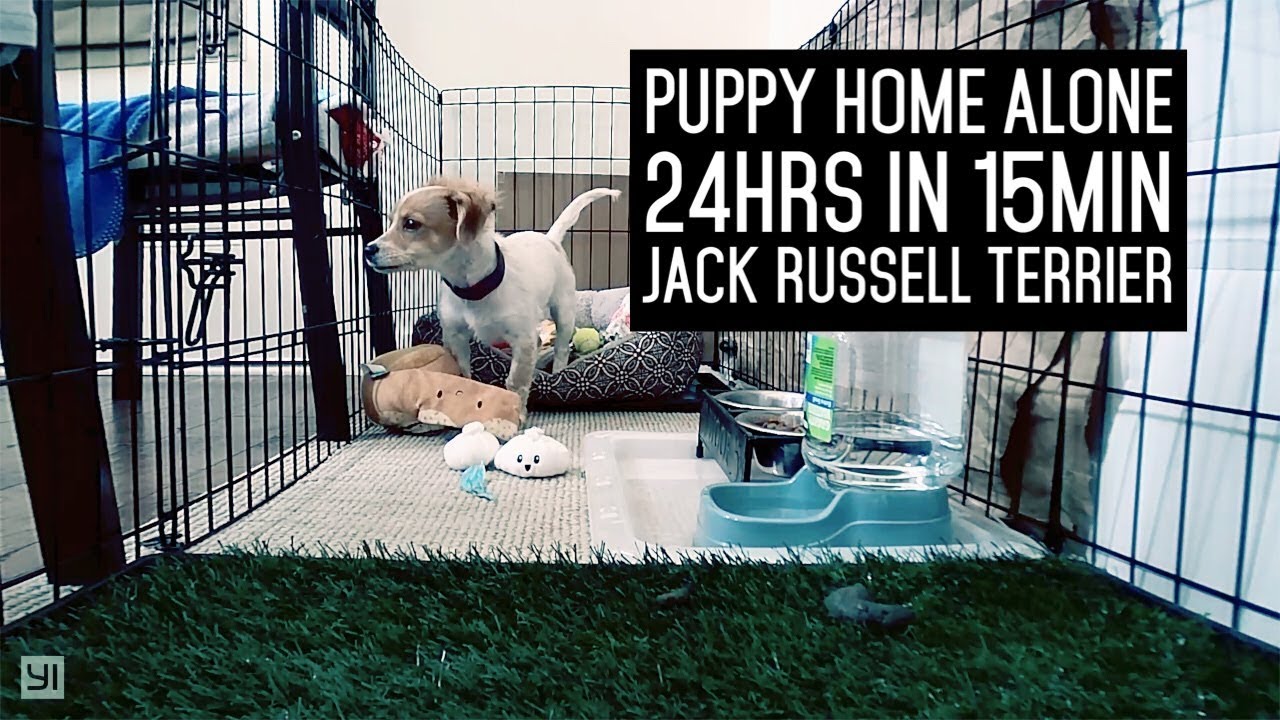 24 Hours in 15 Minutes | Puppy Left Home Alone with Surveillance Camera