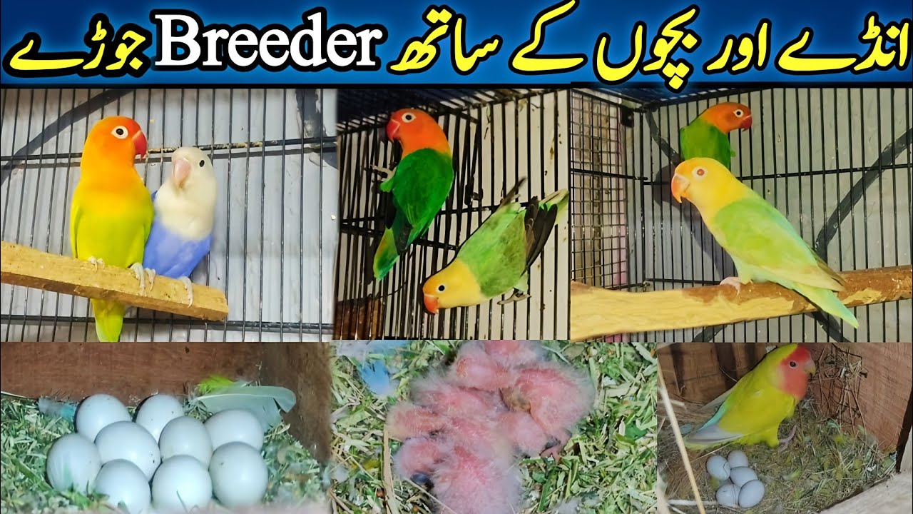 Love Birds All Mutation Breeder Pair Available | Pale Fellow, Albino Dilute with Chicks @SYEDBIRDS