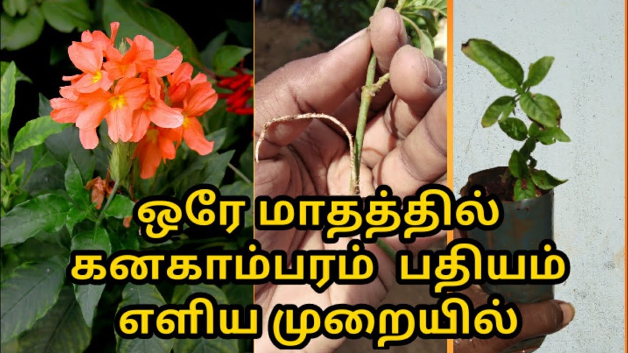 கனகாம்பரம்  பதியம் எளிய முறையில்/crosandra layering methods
