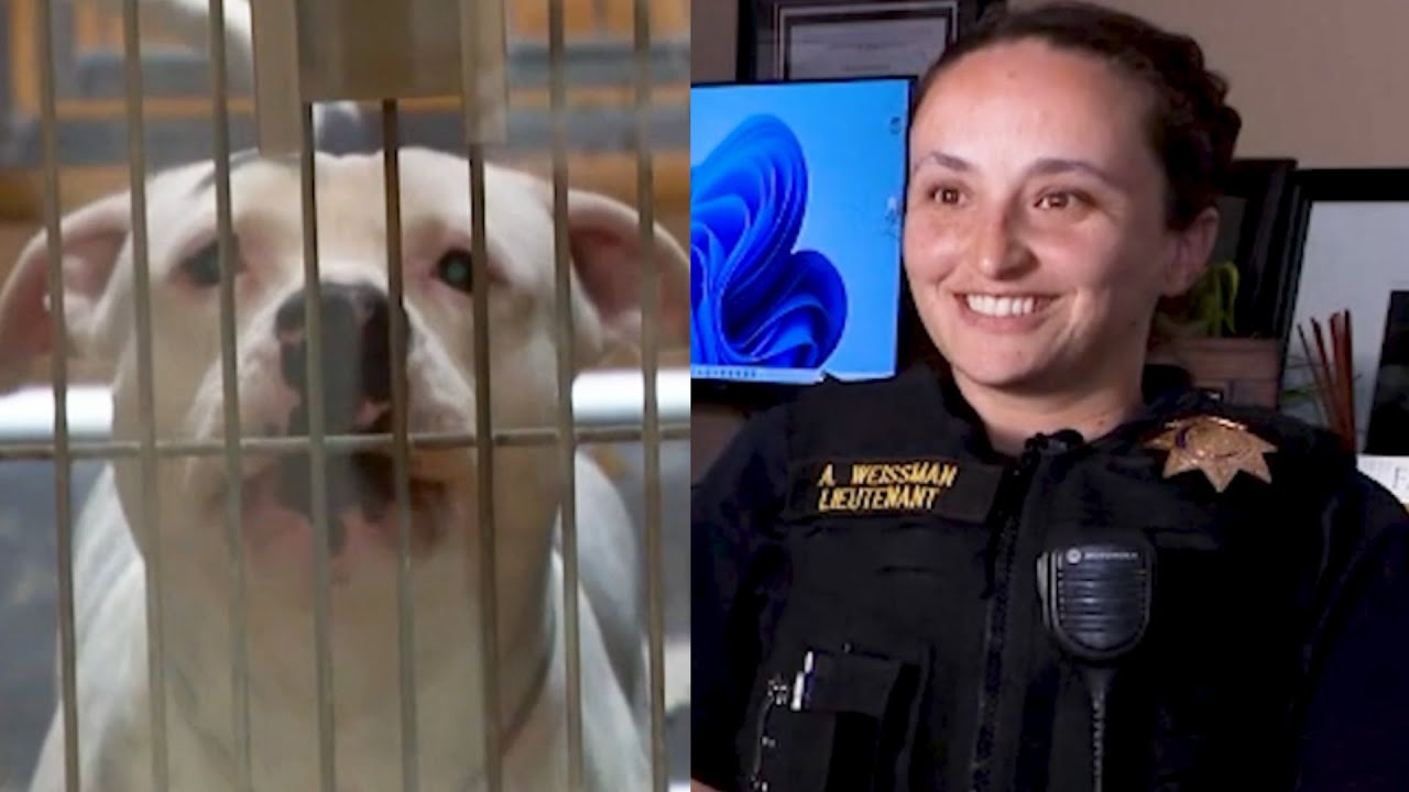 Pit Bull attacks woman weeks after dangerous animal designation dropped
