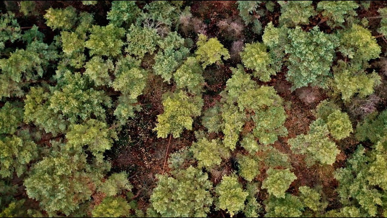 Laminat Bodenbelag - 100% Treespect - 100% Altholz