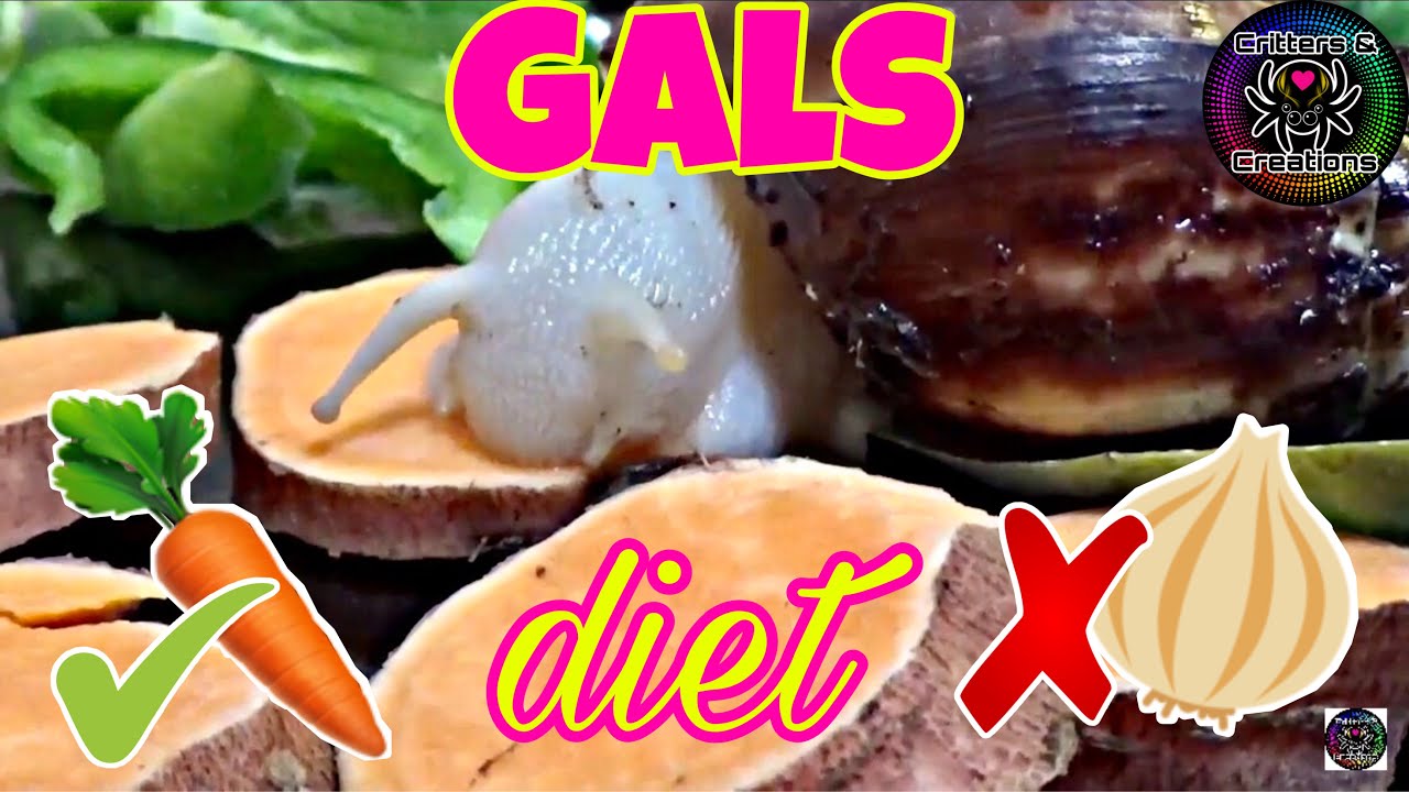 Giant African Land Snail DIET! 🐌🥬🥕🍎