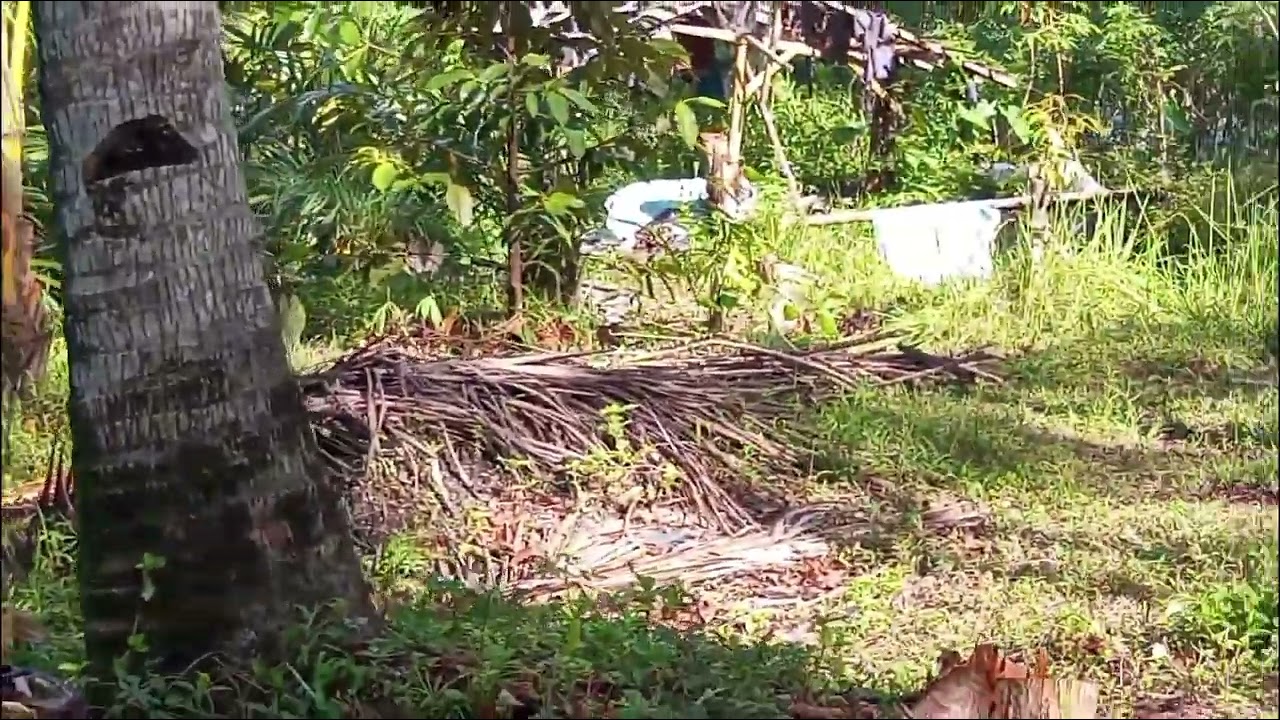Dijual tanah sawah di Utara pabrik gkbi medari. Jalan Magelang km 14 ke Utara 1 km 
