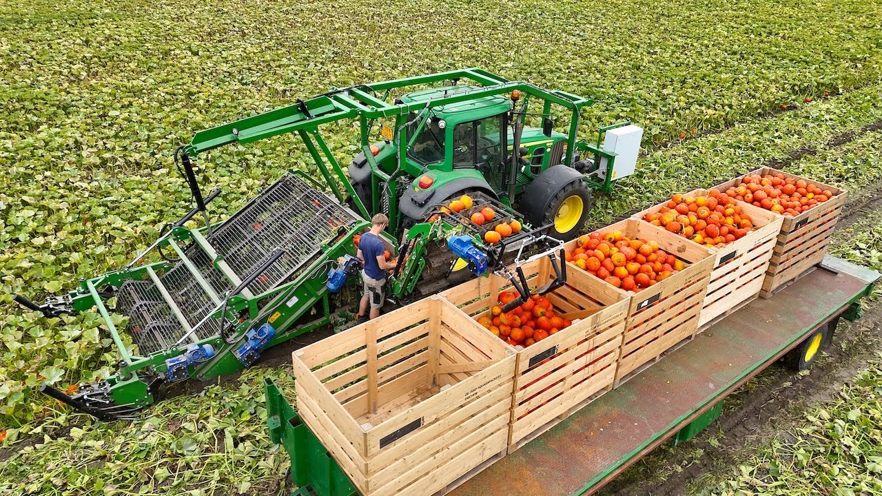 Mechanical Halloween Pumpkin Harvest | De Terp Squashpackers