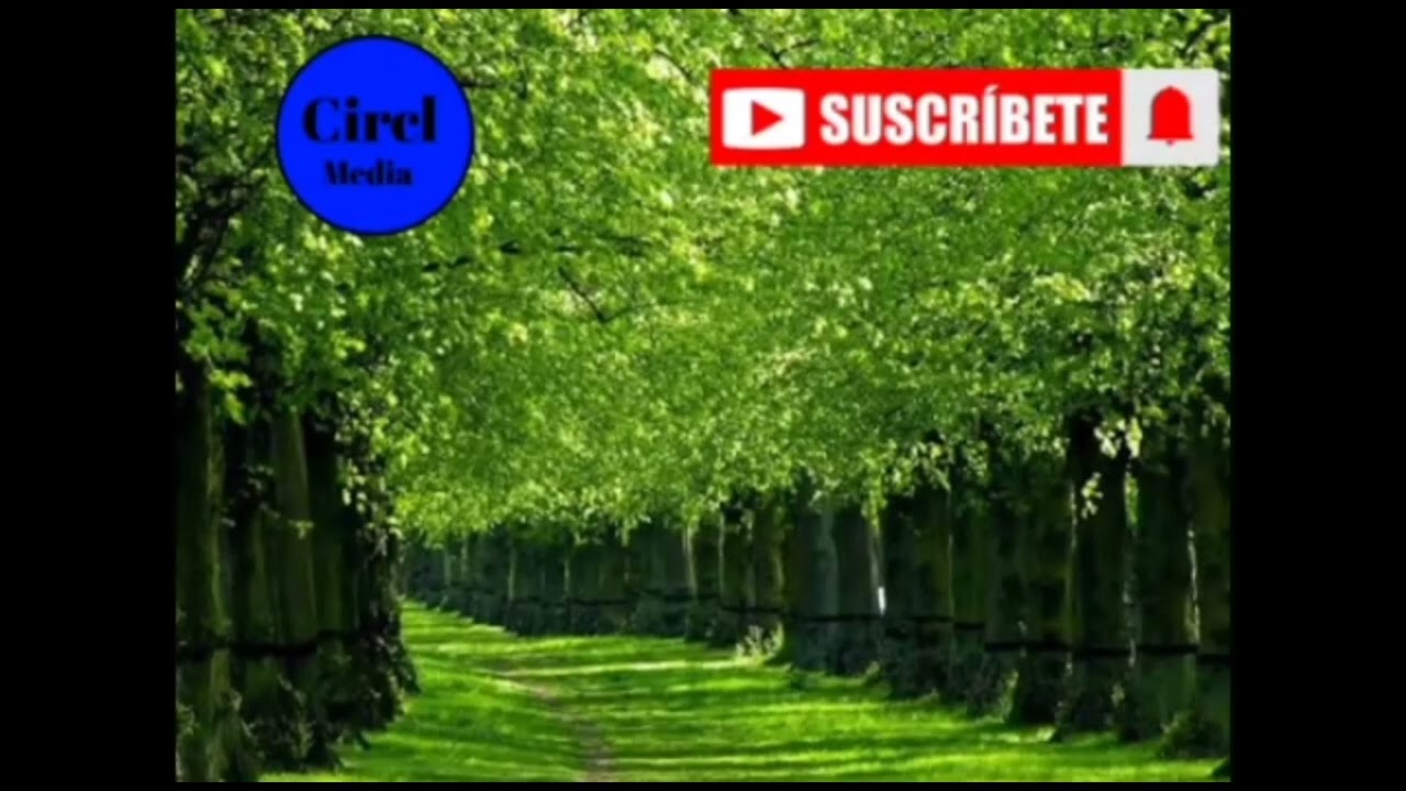 Robert Schumann - Violin Concerto in D Minor, WoO 1