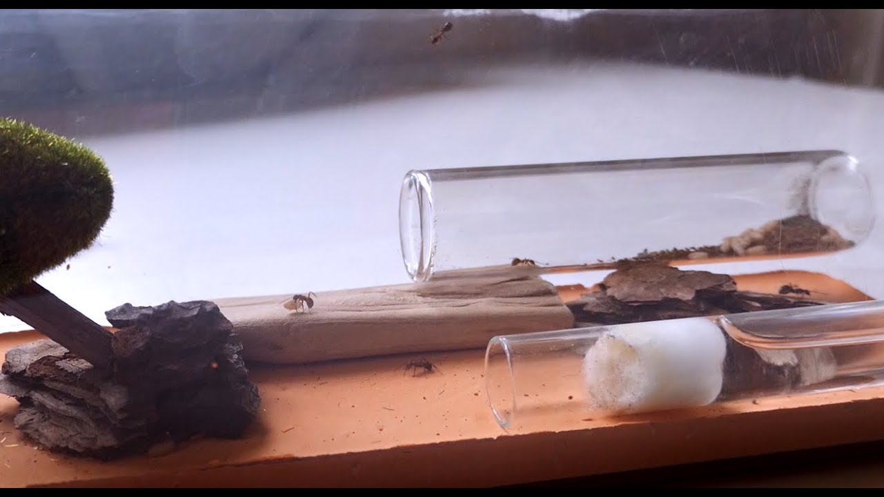 Simulating a raid for my blood red ants (Formica Sanguinea)